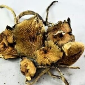 Burmese Cubensis Magic Mushrooms