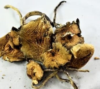 Burmese Cubensis Magic Mushrooms