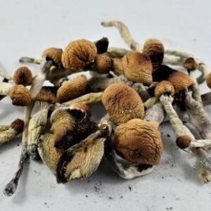 Ecuador Cubensis Mushrooms