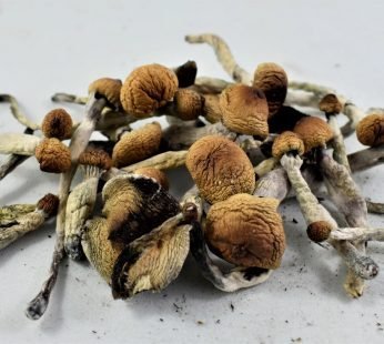 Ecuador Cubensis Mushrooms