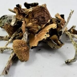Cuban Cubensis – Classic Psilocybin Mushrooms