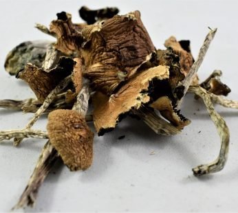 Cuban Cubensis – Classic Psilocybin Mushrooms