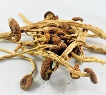 Panama Cubensis Magic Mushrooms