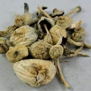 Rustywhyte Cubensis Mushrooms