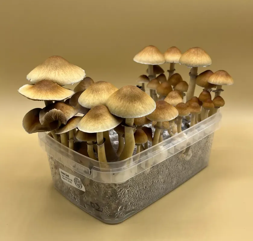 MAGIC MUSHROOMS FOR SALE