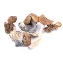 Golden Teachers are a classic psilocybin strain known for their golden caps, thick stems, and transformative effects. Renowned for inducing spiritual insight and introspection,