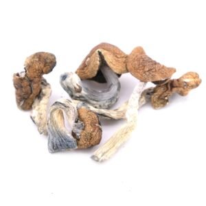 Golden Teachers are a classic psilocybin strain known for their golden caps, thick stems, and transformative effects. Renowned for inducing spiritual insight and introspection,