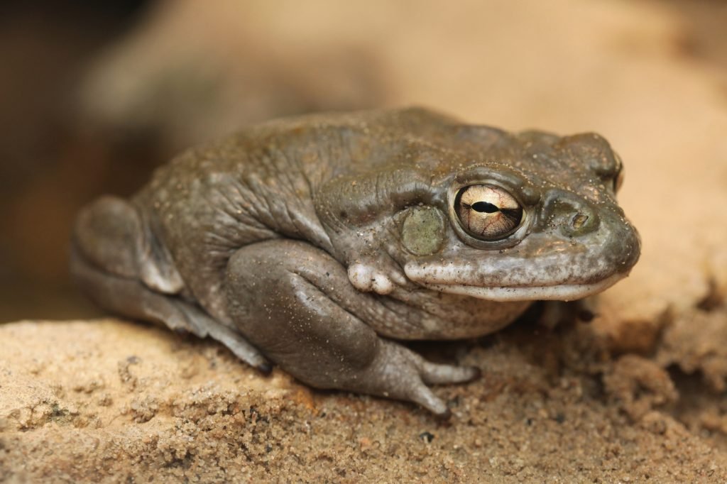 purchasing Psychedelic Toad Venom online doing so from the comfort of your home is entirely feasible. Take the first step on your healing journey today.