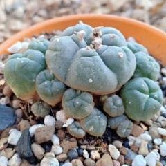 buy peyote cactus