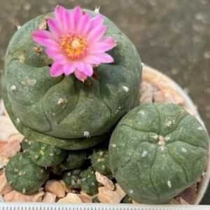 Lophophora Williamsii plants