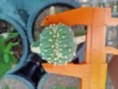 lophophora vairety mini fricii cristata grafted on hylocereus