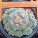 lophophora williamsii caespitosa 10cm