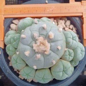 lophophora williamsii caespitosa 10cm
